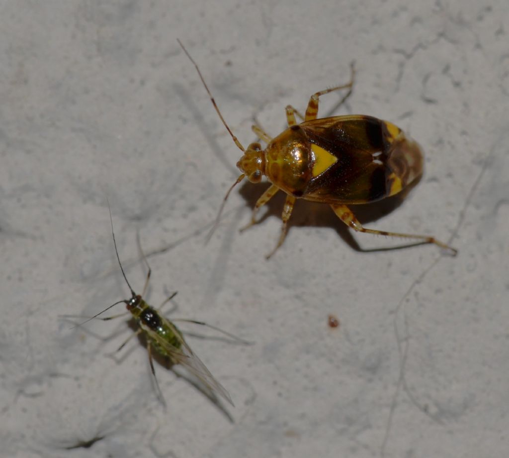 Miridae: Liocoris tripustulatus della Toscana (GR)